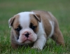 AKC ENGLISH BULLDOG PUPPIES!! LIFETIME HEALTH GUARANTEE!